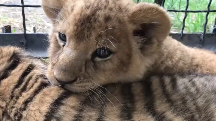 Nắm chặt gối ôm của tôi～