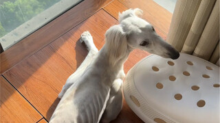 我是细 不是瘦好吧 不要再说我妈了#陕西细犬#细狗#中华田园犬