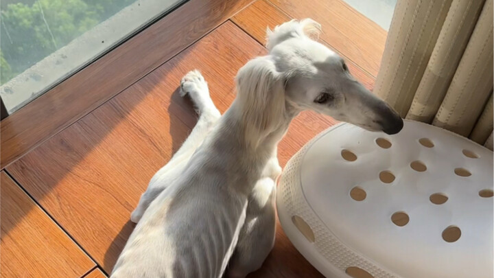 I'm slender, not skinny, okay? Stop talking about my mom already! #ShaanxiSlenderDog #SlenderDog #Ch