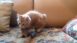 Little kitten playing with his toy mouse