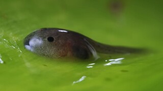 What if you turned into a tadpole?