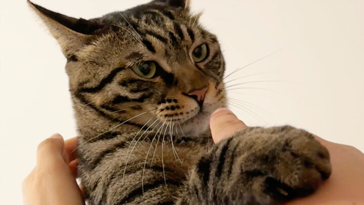 The Two Faces of a Little Kitten