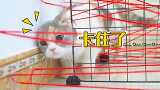 在猫前面系满红线，猫咪能不能成功避障？