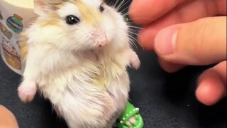 Hamster: Let me show you a talent!