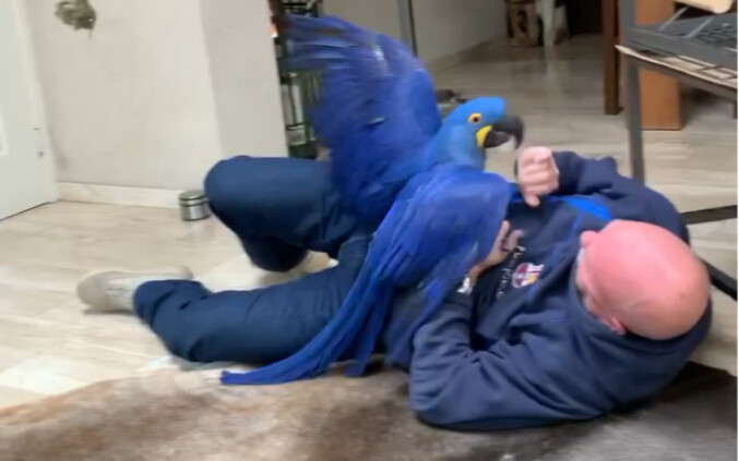 Purple-blue dog bird——