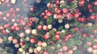 用机器采收泡在水里的蔓越莓，这样过一遍就全都浮出水面了