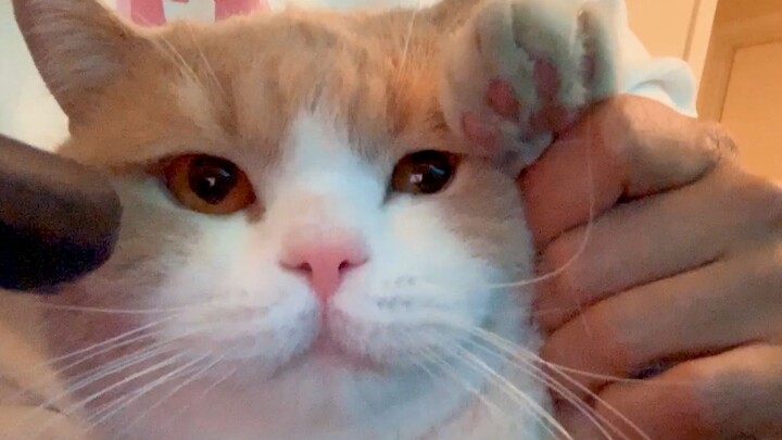 Kucing Pemarah Jadi Manja? Apa Ini Hadiah Natal?