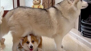 Một chiếc Lamborghini đang đi qua đường hầm Husky