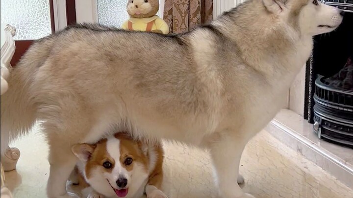 รถลัมโบร์กีนีคันหนึ่งกำลังผ่านอุโมงค์ฮัสกี้