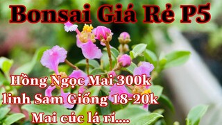 bonsai giá rẻ p5 | 0979217639 Tuyền Nguyễn | hồng ngọc mai 300k - linh sam giống - mai giống