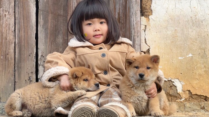 Những chú chó nhà với ngoại hình thế này ngày càng hiếm. Chúng ngoan ngoãn, hiểu chuyện, tuân thủ kỷ