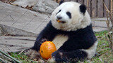 【Panda He Hua】Playing With a Pumpkin for the First Time