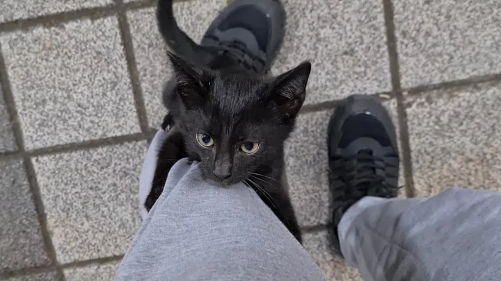 [Cats] Hungry Kitten Climbs On Legs To Ask For Food