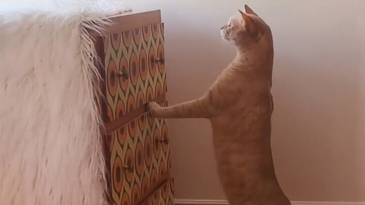 The girl doesn’t want her cat to get bored at home, so she installed a bird feeder by the window and