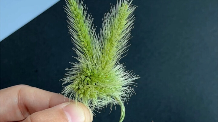Who could resist this little bunny ring made from foxtail grass? It’s just too cute—I’m obsessed!