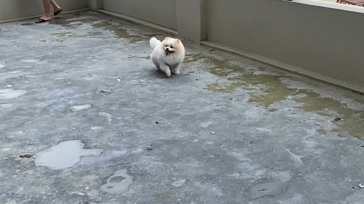 Mời cún con đến xem phong thủy