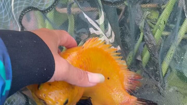 cá rô hoàn kiêm siêu hiếm #cauca #mientay