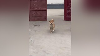 hết nhạc con về😅😅😅nhún cả ngày cũng dc 😅😅🥰🥰🥰🥰 petlover TuHaoDaSac trending TikTokDieuKy pet chócute doglover thúcưng cún MacKeDoi xuhuong chó dogs