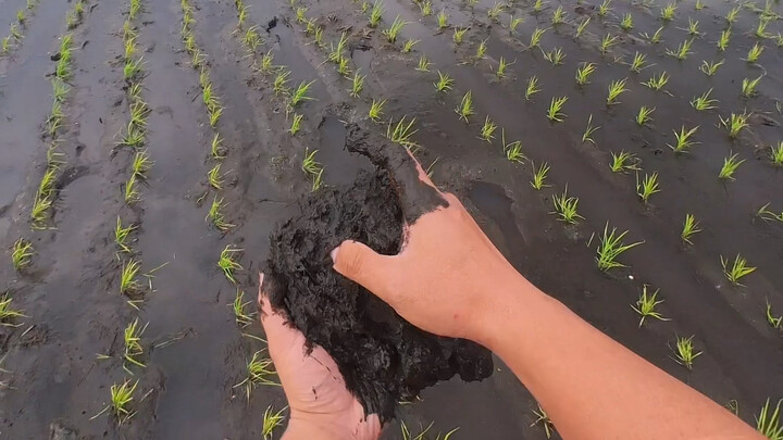 Gạo Tảo Hoa Hương Ngũ Thường được trồng trên đất đen