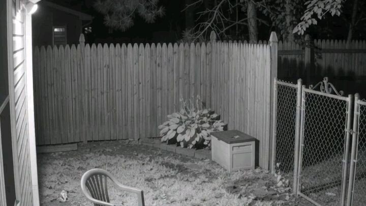 pearl enter in quite backyard