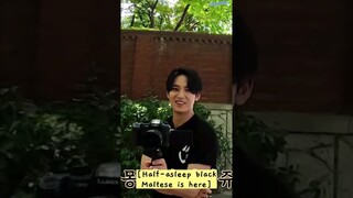 seventeen 97z dynamics calling each other puppies 🐶 #the8 #mingyu #dokyeom #GOING_SVT