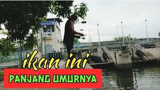 Ikan ini Panjang Umurnya Tak Layak Untuk di Konsumsi || Mancing ikan - Blands Hidayat