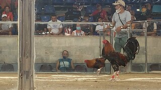 2 hits double entry 2nd entry first fight (Win) New Caloocan Cockpit May 5 2023