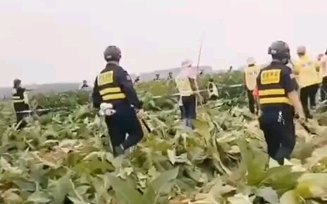 กว่างซี: ปลูกยาสูบโดยไม่ได้รับอนุญาต ถูกเจ้าหน้าที่กำกับดูแลการเกษตรดำเนินคดี