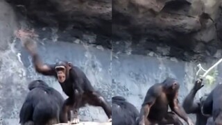 The baby orangutan deliberately hit tourists with rocks. His father slowly appeared with a branch he