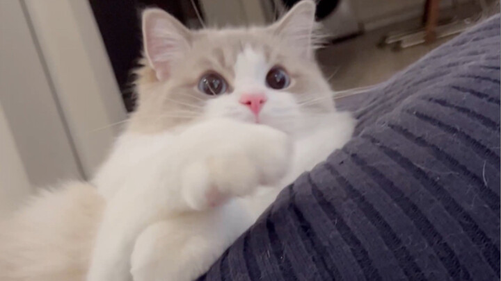 What happens when your cat finally learns to play with a feather teaser?