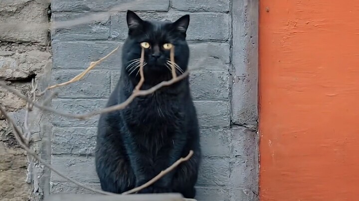 Who on earth is raising this dumb cat?!