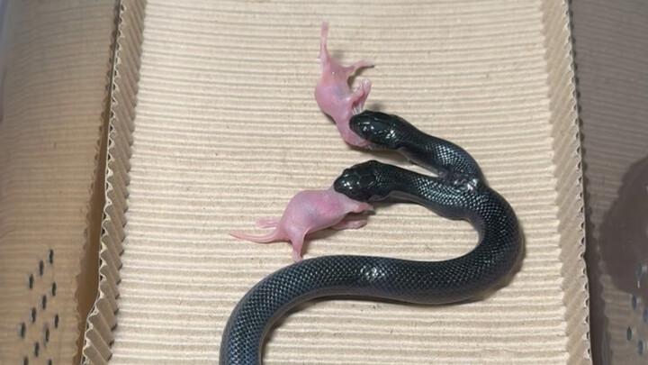A two-headed black king snake with its heads feeding simultaneously.