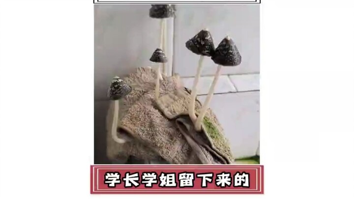 Apa yang ditinggalkan oleh para senior pasti punya alasan tersendiri.