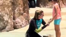 Dolphins Adventures Funny Video