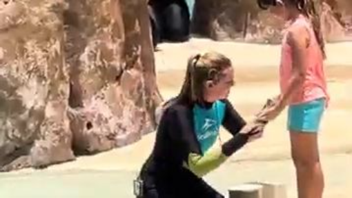 Dolphins Adventures Funny Video