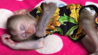 Sweet Dream Baby monkey!!