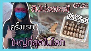 เก็บไข่จระเข้ยักษ์ จากบ่อจระเข้ที่ใหญ่ที่สุดในโลก EP.25