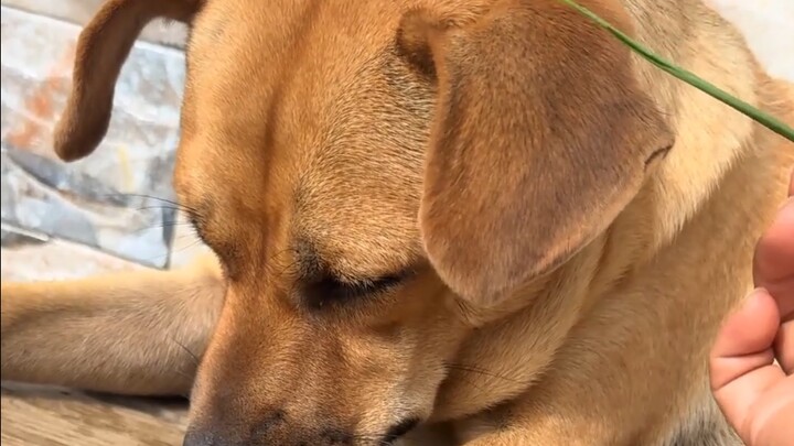 Dog: If it really doesn’t work out, why don’t you just get a job?