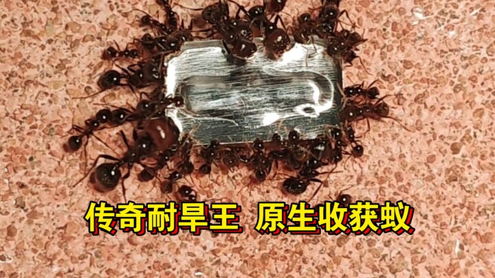 Kiến thu hoạch bản địa cần uống nước.