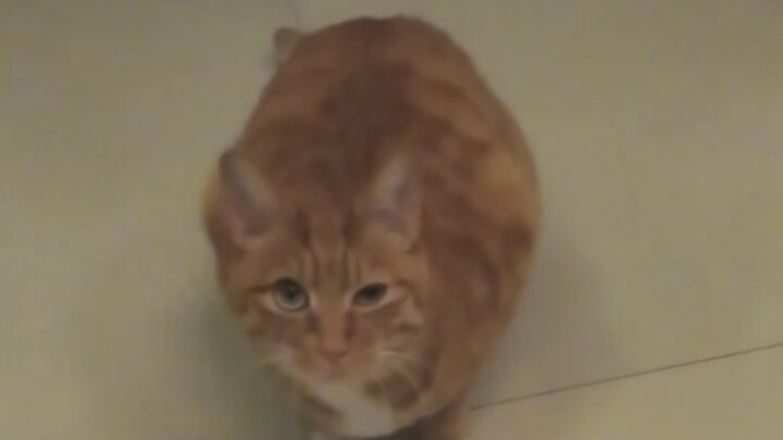 Cat: You’d better explain whether this thing is edible.