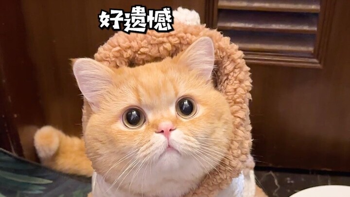 Hy vọng vẫn có thể gặp lại gia đình nhỏ của Tiểu Lang Thang...