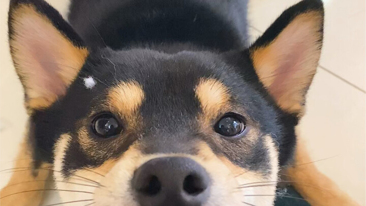Dogs, I guess they just look better when someone else is raising them.