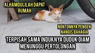 Allahu Akbar Anak Kucing Ini Menunggu Di Tolongin Duduk Di Bawah Grobak Lihat Endingnya..!