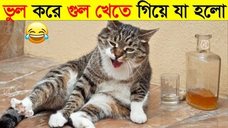 পশুদের মজার কর্মকান্ড ক্যামেরায় ধরা পড়া | Funny Animals Video 2022 (Part-6) | mayajaal