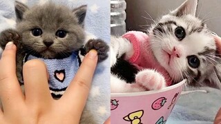 Best Kittens Videos - Am I So Cute Ep 14