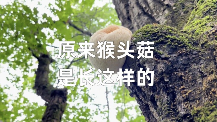 Monkey Head Mushrooms Are No Ordinary Biscuits!