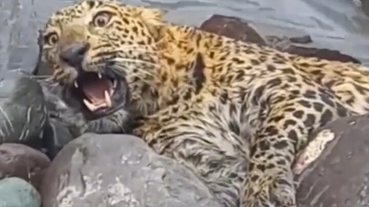 Warga desa baik hati di luar negeri menyelamatkan seekor macan tutul yang hampir tenggelam dan nyari