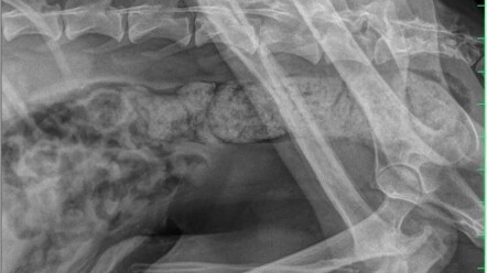 Thả like cho chú chó kiên cường này!