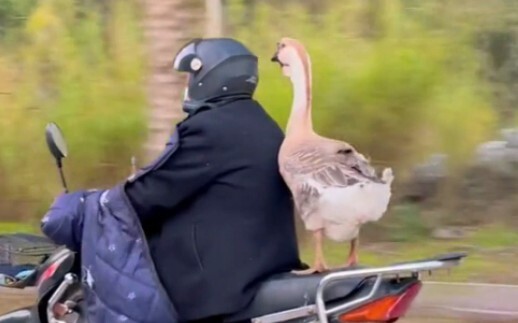 What else can a goose do besides bite people?