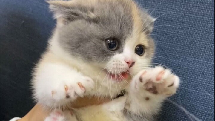 اليوم الأول للهرّة الصغيرة في المنزل: أنا أهزّ كل من في هذا المكان!